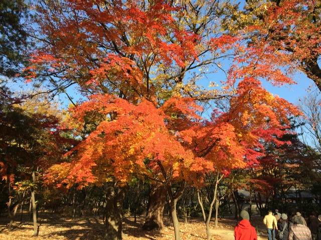 ソウル『宗廟』で紅葉