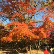 ソウル『宗廟』で紅葉