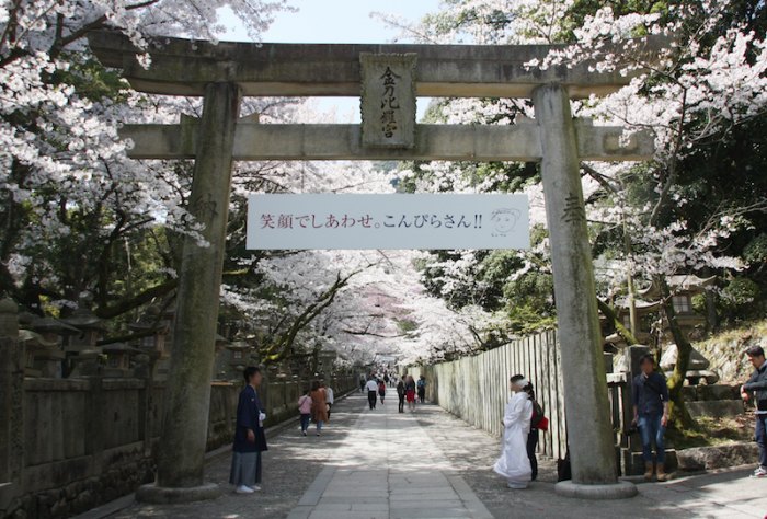 金比羅山の桜