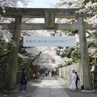 金比羅山の桜