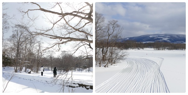 散策しながら大沼公園の大自然を満喫できる