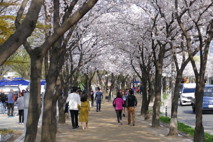 2017年4月5日～8日に韓国・大邱を取材