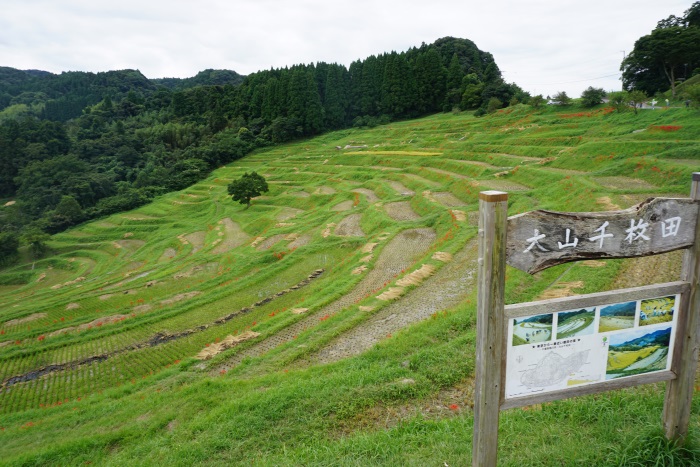 千葉県鴨川市の「大山千枚田」