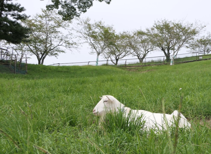 敷地内は北海道のような光景が広がる