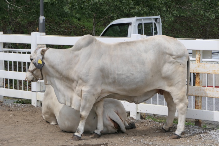 こぶが特徴の「白牛」も間近で見られる