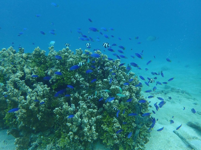 色鮮やかな魚が自由自在に泳ぐ